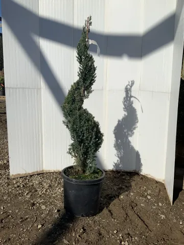 Juniperus chinensis 'Blue Point' #5 Spiral