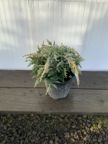 Juniperus chinensis 'Gold Star' #1