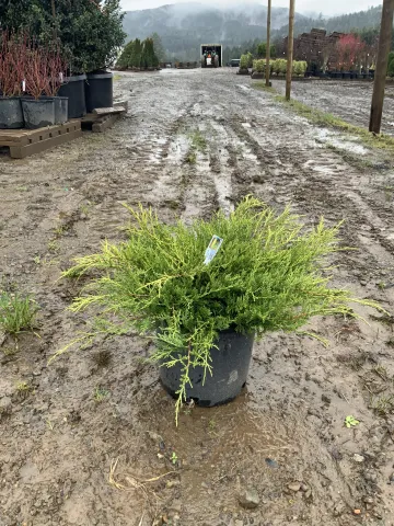 Juniperus chinensis 'Old Gold' #5