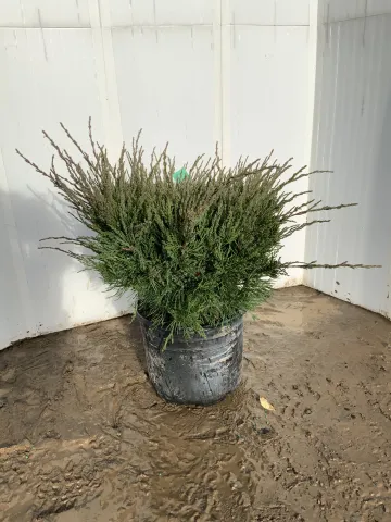 Juniperus chinensis 'Sea Green' #1 