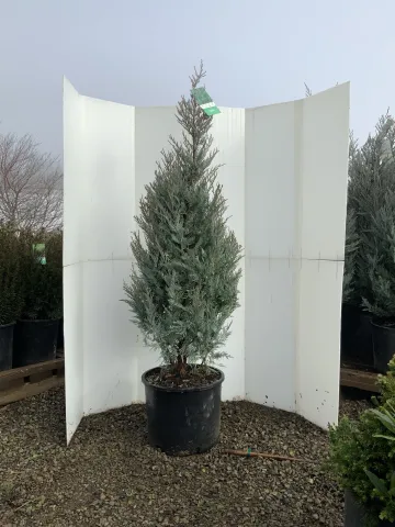 Juniperus scopulorum 'Moonglow' #7