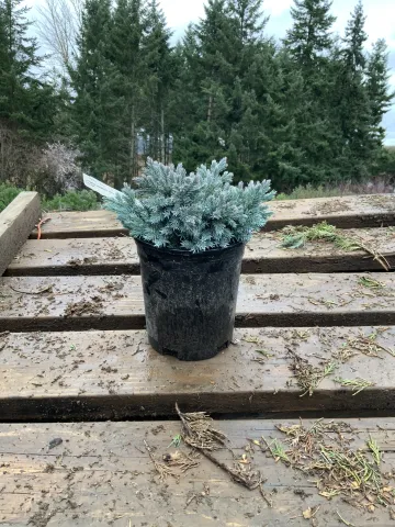 Juniperus squamata 'Blue Star' #1