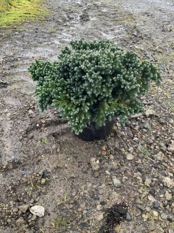 Juniperus squamata 'Blue Star' #2