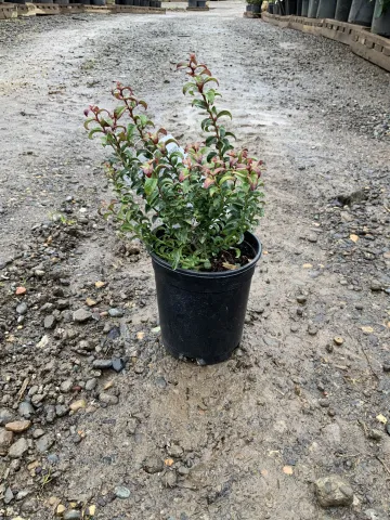 Leucothoe axillaris 'Opstal20' #1