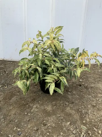 leucothoe_fontanesiana_'rainbow'_#2