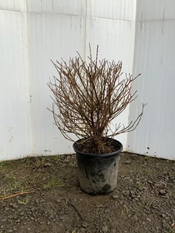 Ligustrum vulgare 'Lodense Privet' #2