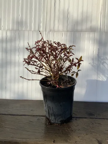 Lingstrum vulgare 'Lodense Privet' #1