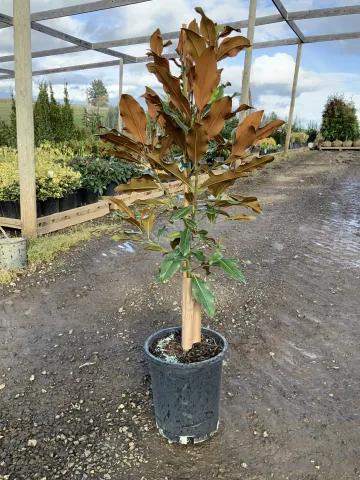 Magnolia grandiflora 'Kay Parris' #5