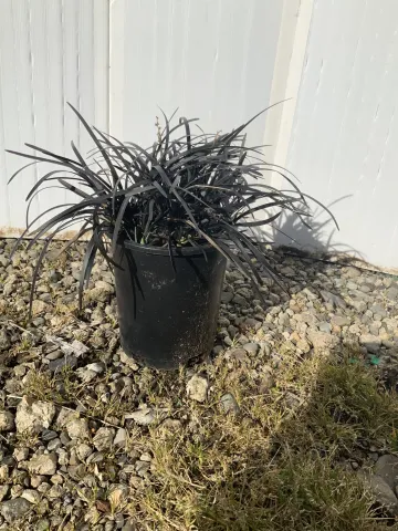 Ophiopogon planiscapus 'Black Mondo' #1