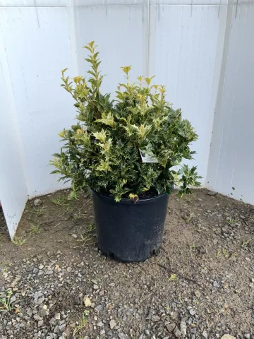 Osmanthus heterophyllus 'Goshiki' #3