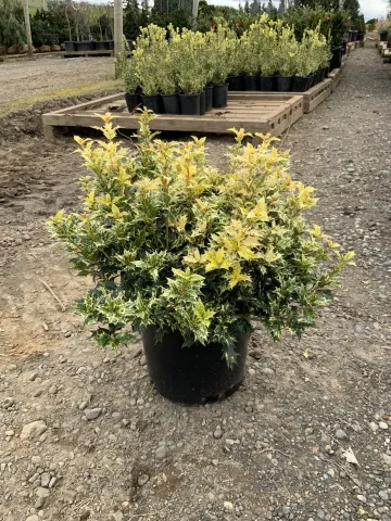 osmanthus_heterophyllus_'goshiki'_#5