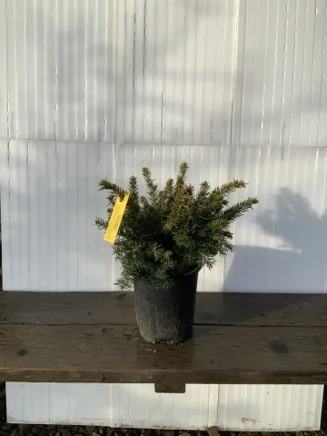 Picea abies 'Nidiformis'  #1
