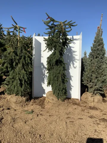 Picea abies 'Pendula' 5'-6'