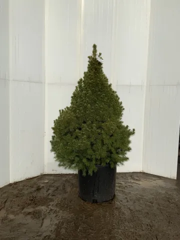 Picea glauca 'Conica' #5