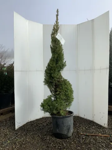 Picea glauca 'Conica' #5 Spiral
