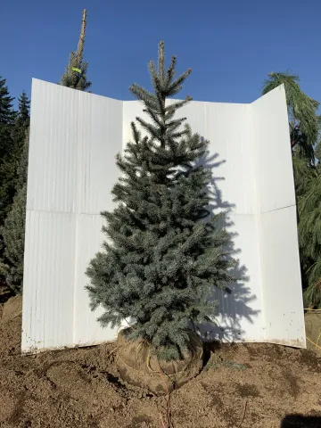 Picea pungens 'Baby Blue Eyes' 4'-4.5'