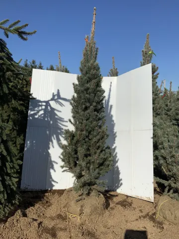 picea_pungens_'fastigiata'_4.5'-5'