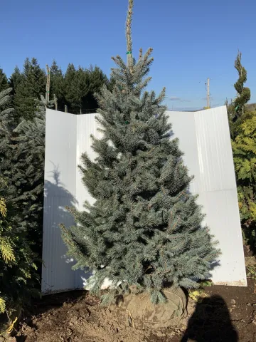 Picea pungens 'Fat Albert' 5-5.5'