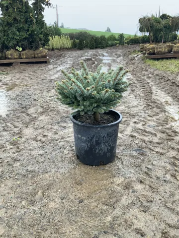 Picea pungens 'Globosa' #5