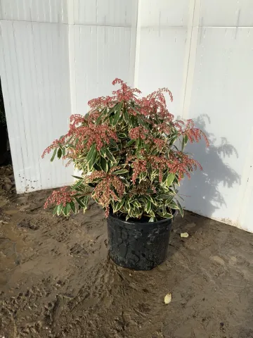 Pieris 'Fire n Ice' #3