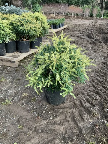 Pieris japonica 'Cavatine' #5