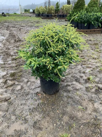 Pieris japonica 'Caventine' #5