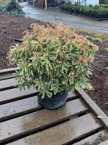 Pieris japonica 'Flaming Silver' #3