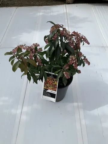 pieris_japonica_'katsura'_#1