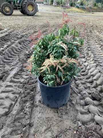 Pieris japonica 'Mountain Fire' #5