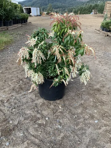 Pieris japonica 'Mountain Fire' #7