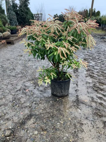 pieris_x_'brouwer's_beauty'_#6