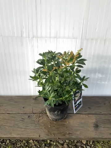 Piers 'Caventine' #1