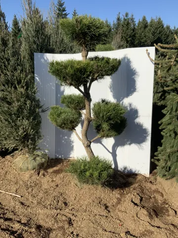 Pinus 'Contorta' 4'-5' Topiary