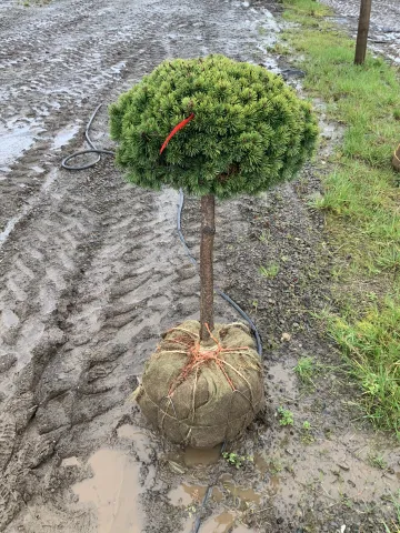 Pinus mugo standard 18-24inch