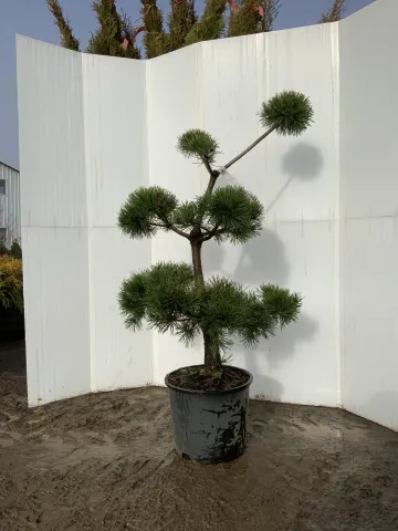 Pinus sylvestris #3 Topiary