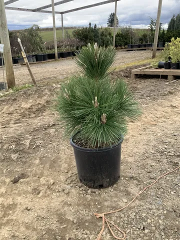 pinus_thunbergii_'thunderhead'_#5