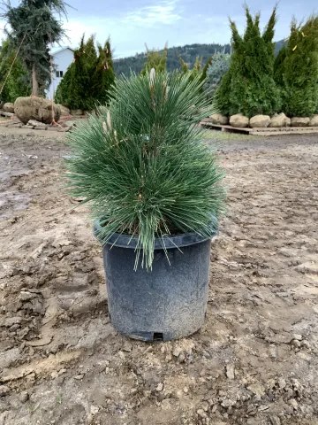 pinus_thunbergii_'thunderhead'_#5