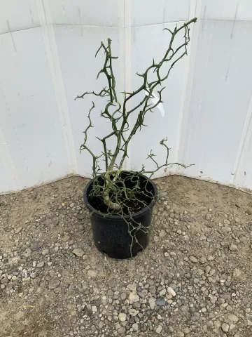 poncirus_trifoliata_'flying_dragon'_#5