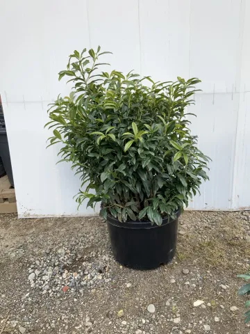 prunus_laurocerasus_'chestnut_hill'_24-30inch_#15