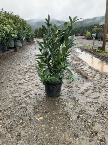 Prunus laurocerasus 'Skip' #3