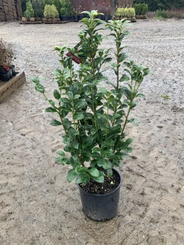 Prunus laurocerasus 'Volcano' #3