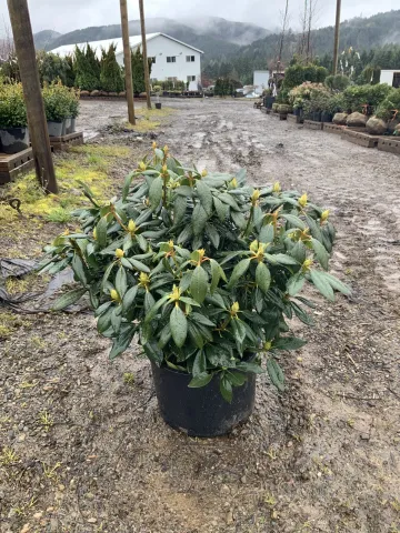 Rhododendron 'English Roseum' #5