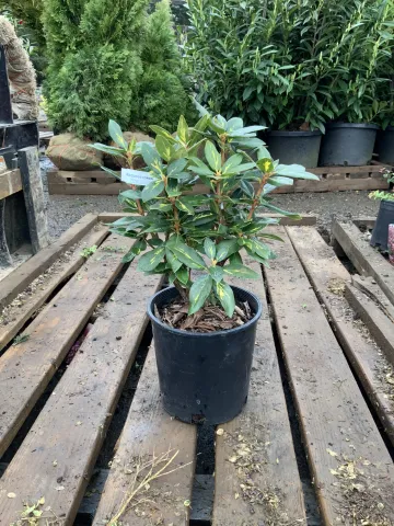 Rhododendron 'Gold Flimmer' #2