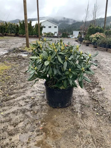 Rhododendron 'Nova Zembla' #5