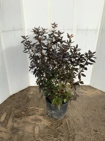 Rhododendron 'PJM Compacta' #1