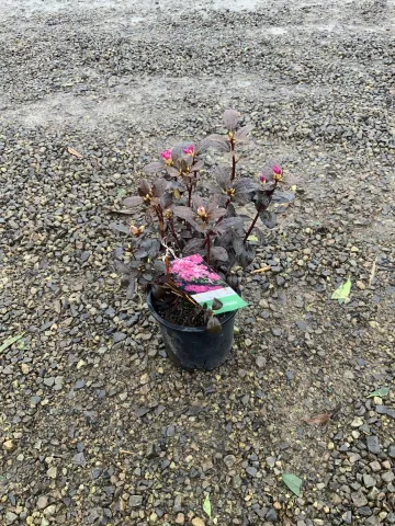 Rhododendron 'PJM Elite' #1