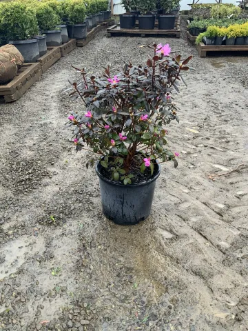 Rhododendron 'PJM Lavender Pink' #5