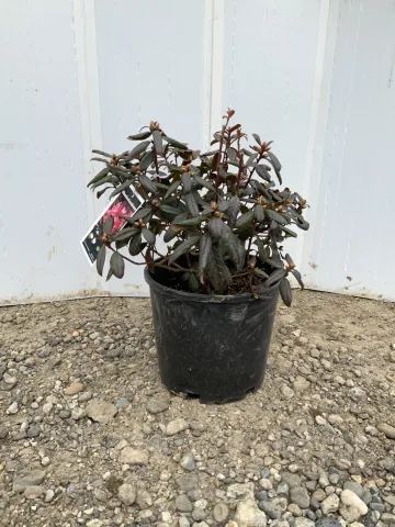 rhododendron_x_'landmark'_#3