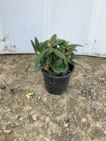 rhododendron_x_'percy_wiseman'_#1