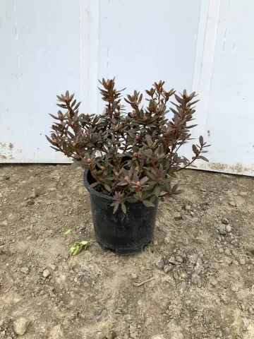 rhododendron_x_'temple_of_bloom'_#1